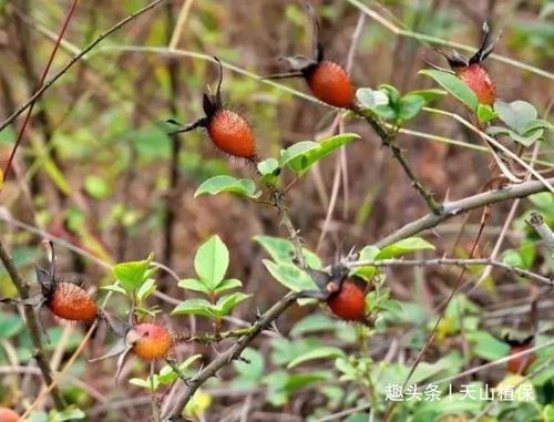 果子浑身是刺让人不敢摘农民拿它泡酒喝功效丰富价值高