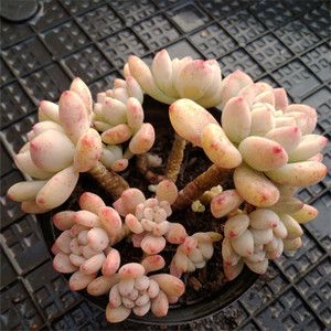 多肉植物凝脂莲