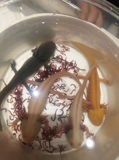 寻找远古的足迹-六角龙鱼