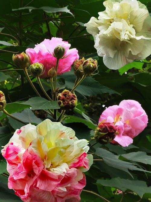 其它 美艳绝伦芙蓉花 写美篇        芙蓉花美艳绝伦,一日三色,人见人