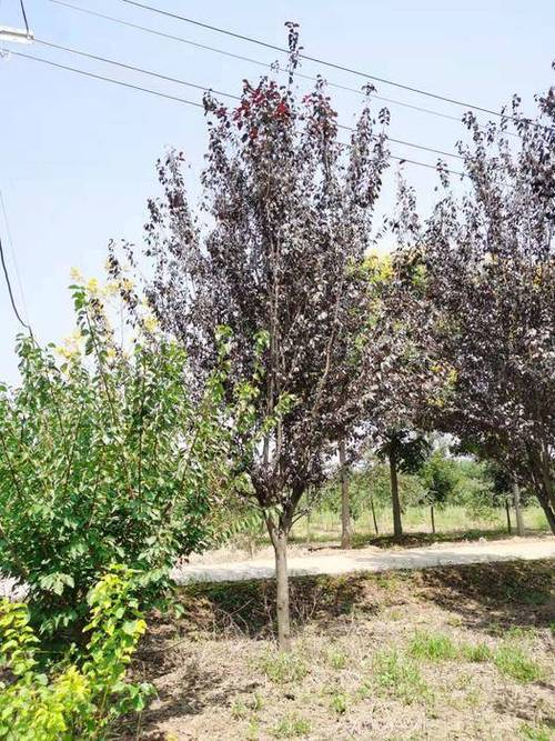 紫叶李_地径16cm_价格1300元_夏溪花木网_夏溪花木市场官网