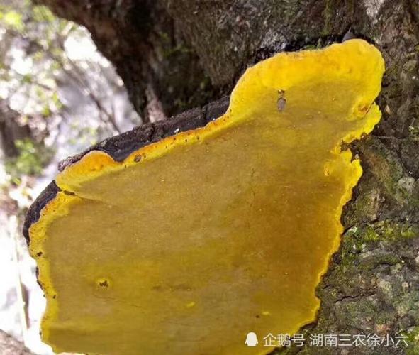 湖南发现了百年野生桑黄