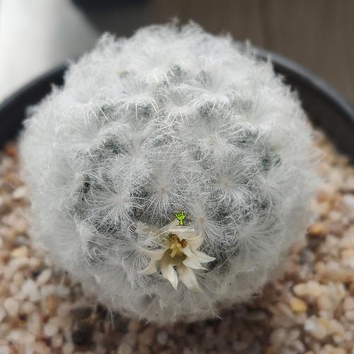 白星仙人球 mammillaria plumosa