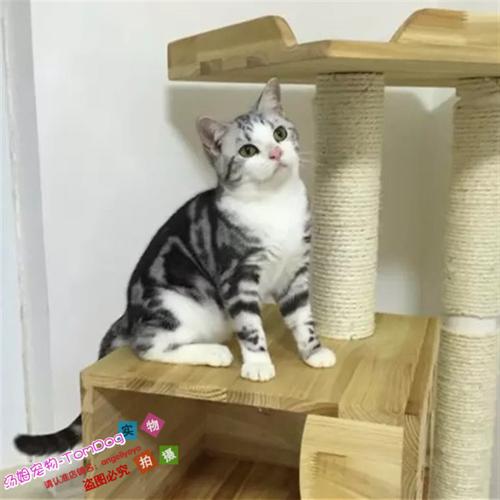 虎斑猫 家养_美短起司加白宠物猫咪活体公猫弟弟美国短毛猫银虎斑猫幼