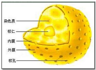 细胞核的结构与功能