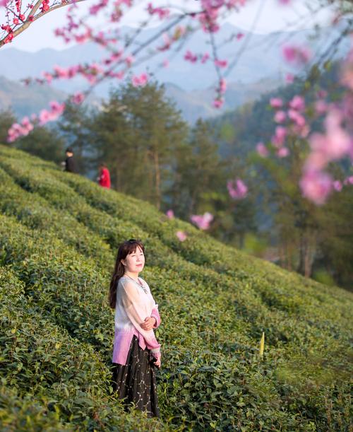 紫阳魔芋包半亩茶园