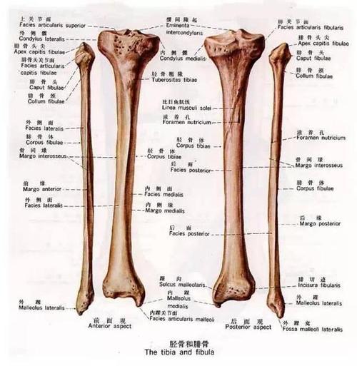 胫骨可分为一体和两端.