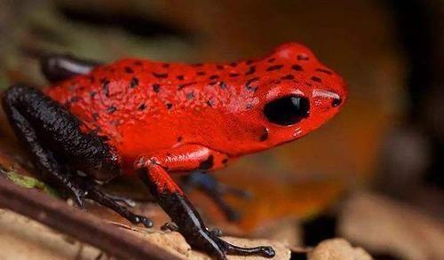 全球10大怪异青蛙