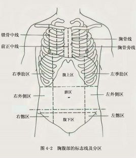 胸腹