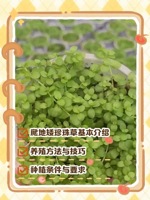 爬地矮珍珠草的养殖方法和注意事项