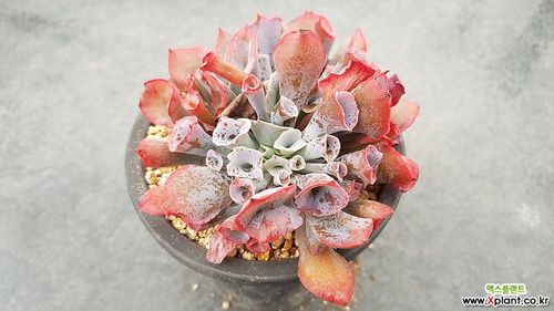 570358粉红天使 多肉植物