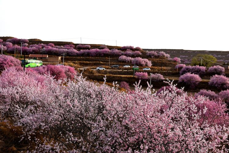春风十里,花中等你 | 第十六届宁夏固原六盘山山花节今日正式启动!