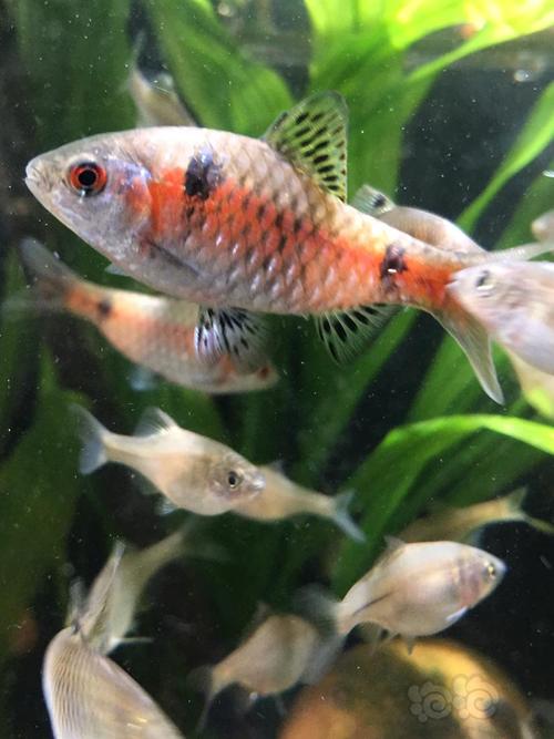 【其它】彩虹钻石鲫母鱼问题