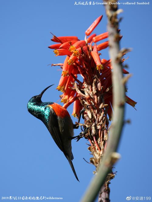 千奇百怪的鸟世界红领绿鹦鹉2019年7月23日拍