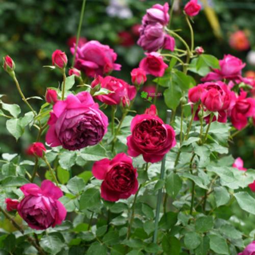 秋日胭脂红色灌木月季浓香庭院爬藤观叶