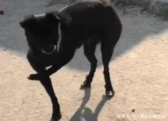 你可能不相信,我被一条狗给嘲笑了,还是一条瘸腿狗