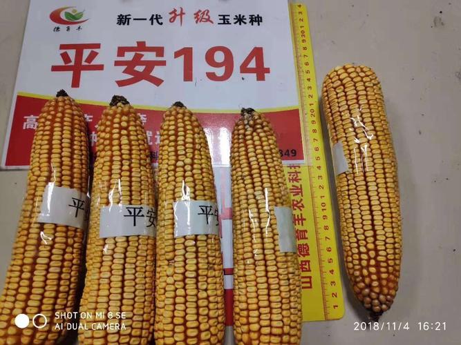 山西德育丰农化服务专栏 (二十二):王老师教你种玉米——玉米出苗全