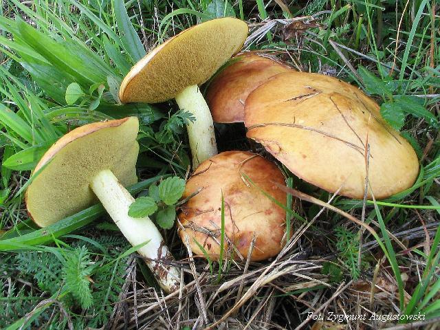 点柄粘盖牛肝菌