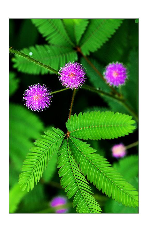 3672199" data-lemmaid="3672199">豆科 /a>,含羞草属植物含羞草(学名