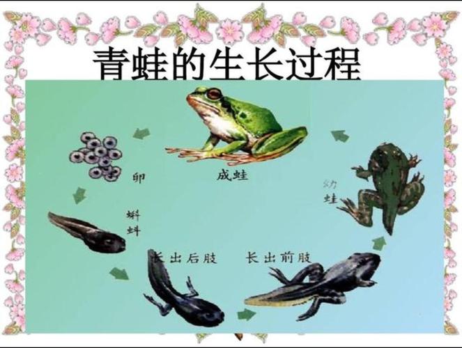 科学《青蛙的成长过程》