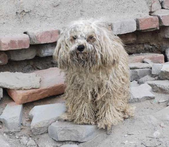 一只流浪的比熊犬脚上还穿着小红鞋也曾是谁家的小可爱呀