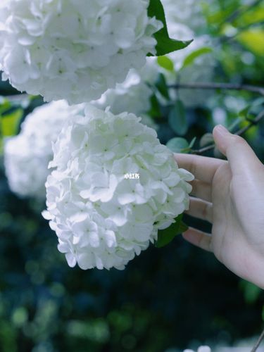 长沙烈士公园|绣球花_buji怎么样_景点_绣球花_烈士公园_摄影_鳄鱼