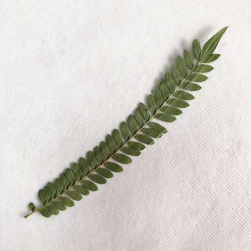 合欢叶干树叶儿童手工植物标本diy手工画滴胶手机壳干花押花