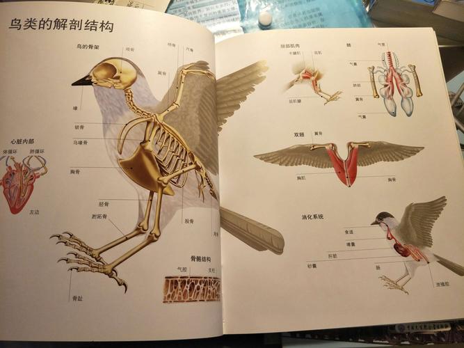 这本鸟类的书就向我们展示了鸟类的结构.
