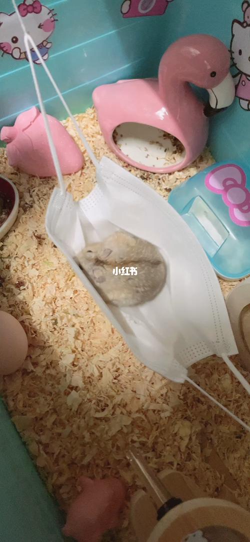 给小黄做了一个一次性吊床_仓鼠_吊床_仓鼠日常_宠物