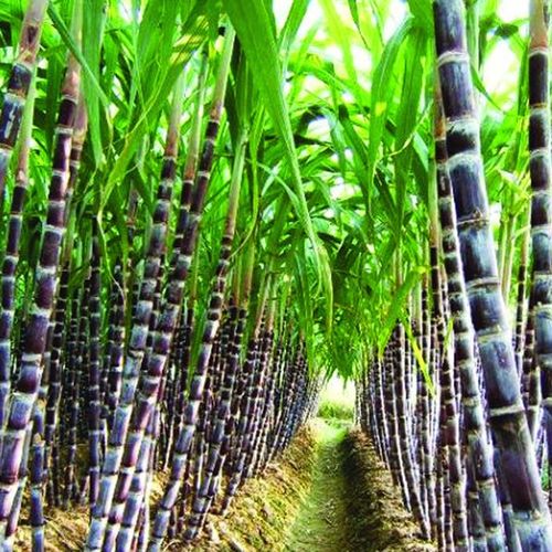 新鲜黑皮甘蔗水果 黑皮甘蔗