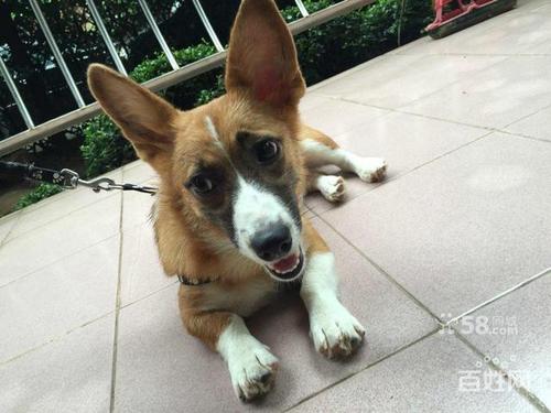 转让7个月大家养黄白柯基母