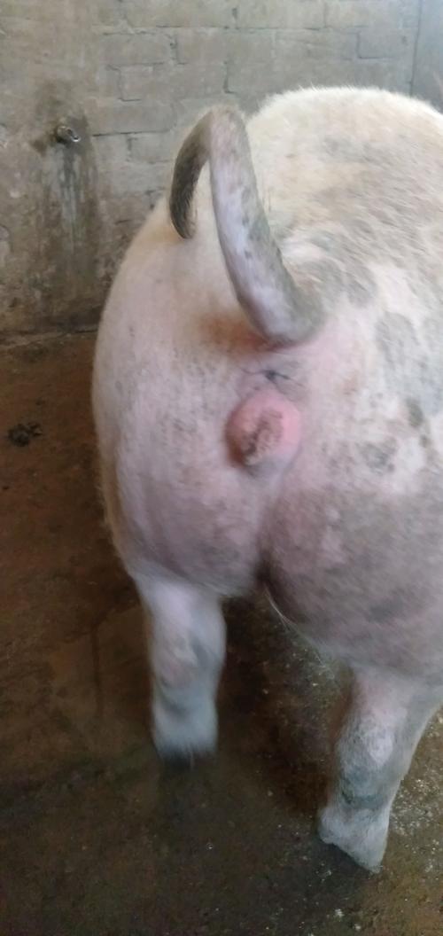 保育猪母猪外阴肿其他正常