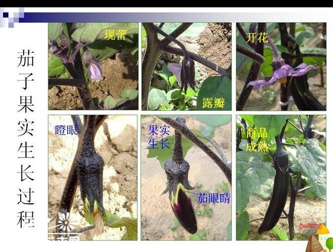 茄子栽培过程图片,技术