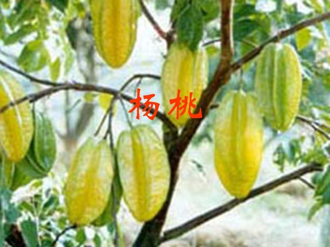 三下11画杨桃ppt优秀.ppt