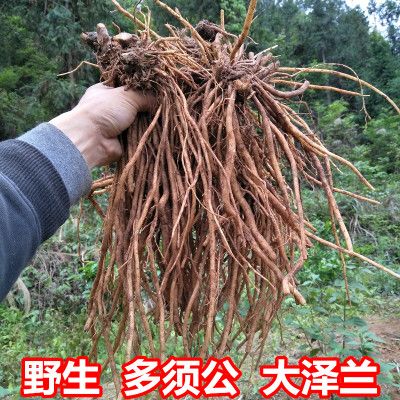 中草药正宗野生多须公新鲜大泽兰广东土牛膝华泽兰500g六月雪根