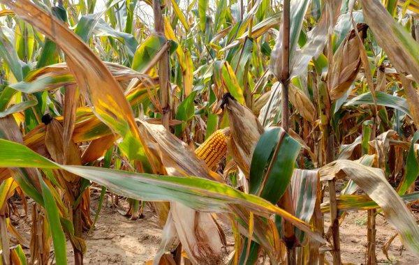 玉米收获期应该注意什么