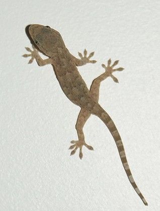 [转载]拔壁虎尾巴