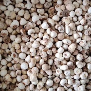 生南星中药材生南星个无硫另有胆南星制南星生半夏 四川旱半夏500克