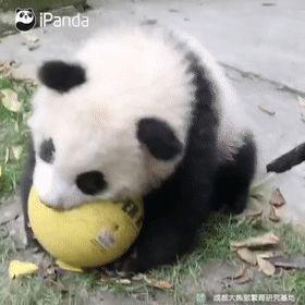 你对"胖达"的力量一无所知!