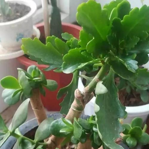 长寿花嫁接到玉树,方法很简单,观赏效果更好