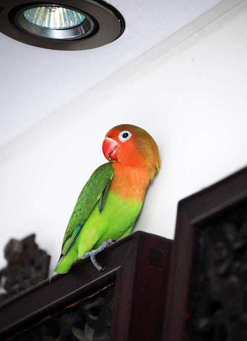 清晨飞进府上的牡丹鹦鹉,祝国庆节快乐!_宠物_poco摄影