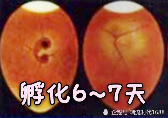 怎么孵小鸡,孵小鸡的方法有两种