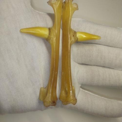 鸡脚文玩鸡爪手把狍子角鸡老鸡拐子46公分老蹬葫芦