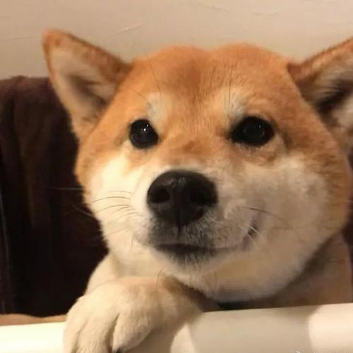 真单身狗头像|"有人恋爱,有人出轨,有人从头寡到尾"