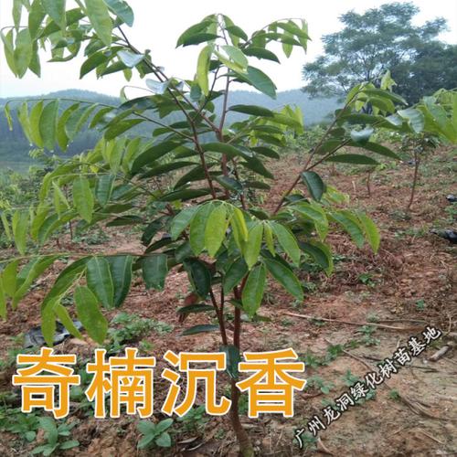 购客奇楠沉香苗 正宗越南奇楠小苗带叶发货地栽种子实生沉香树苗_易购