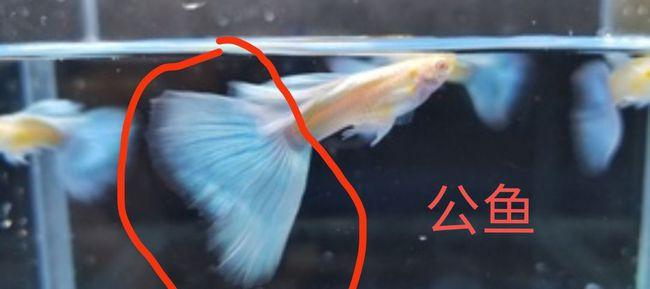 孔雀鱼如何分公母?简单的几种办法,新手轻松学会!