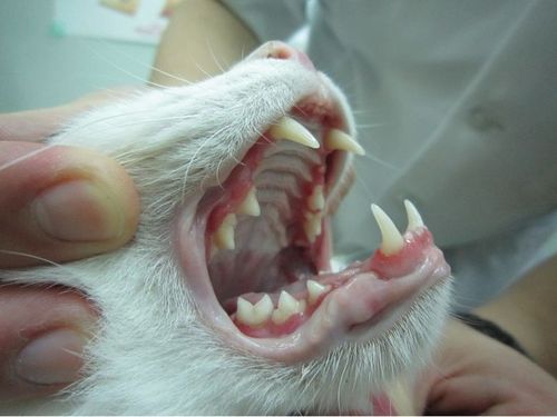 猫咪口腔溃疡的原因有哪些?