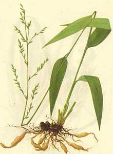 中医百草良方榜淡竹叶