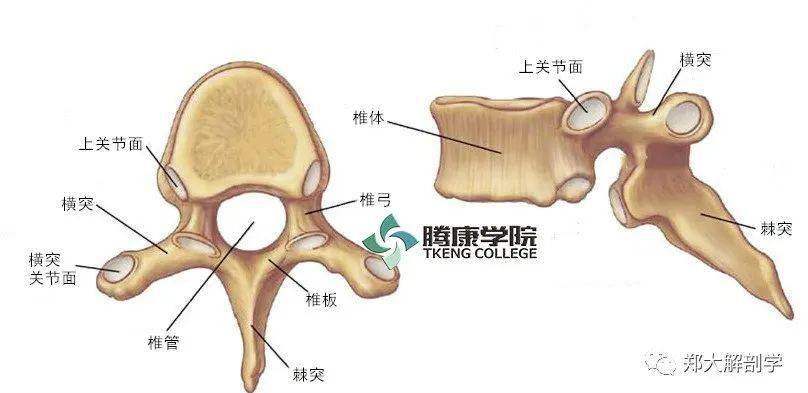 疼痛解剖学|胸椎椎体的功能解剖