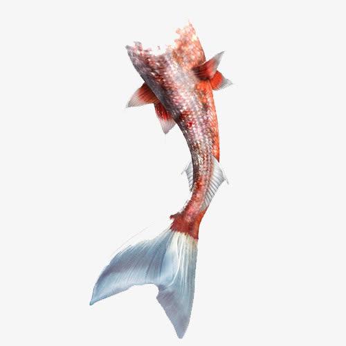 红色人鱼尾巴